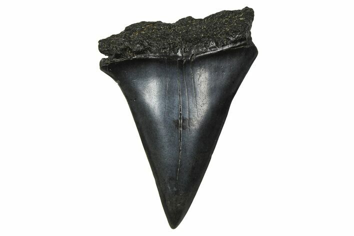 Fossil Broad-Toothed Mako Tooth - South Carolina #374774
